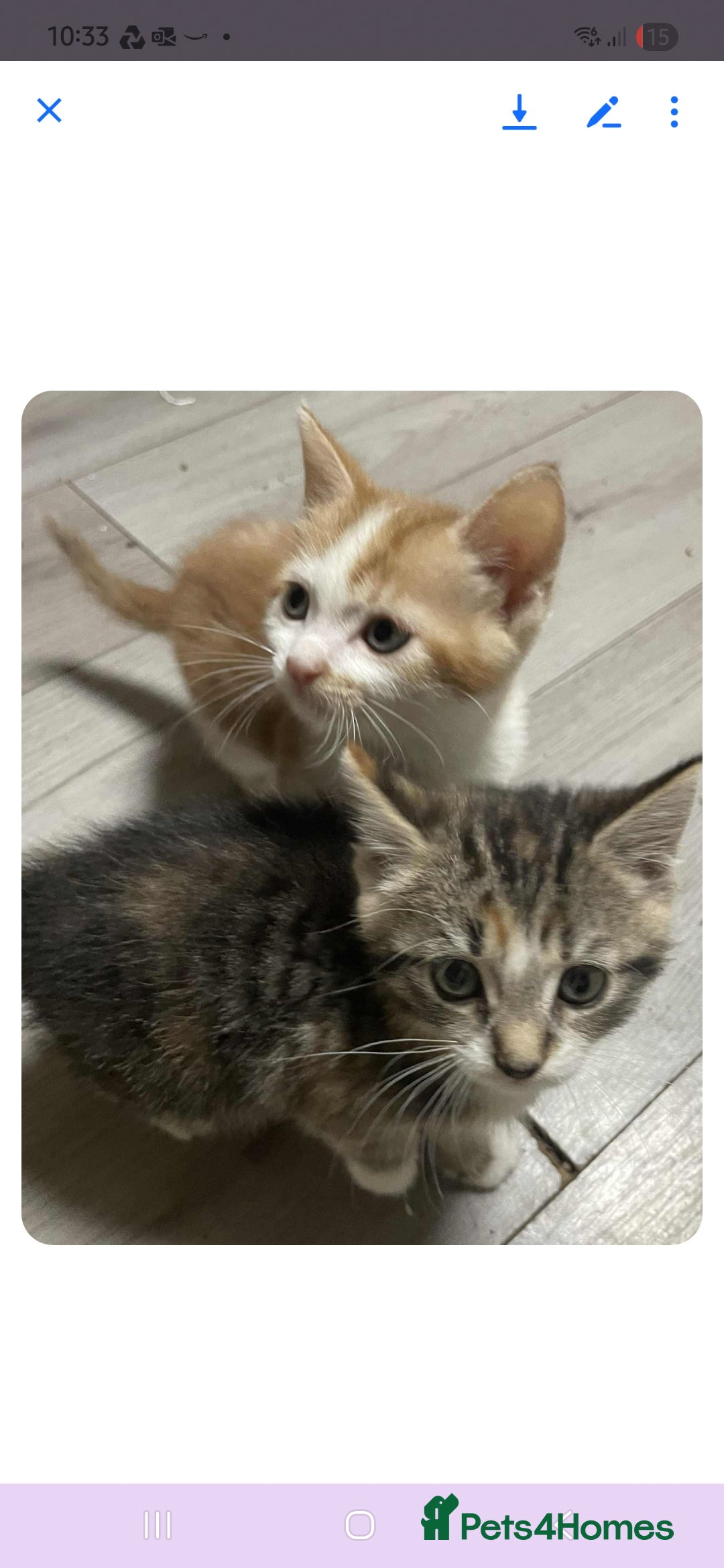 Mixed Breed cats for sale: Gorgeous kittens  - Image 17