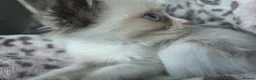 Ragdoll cats for sale: Beautiful ragdoll boy - Advert 8
