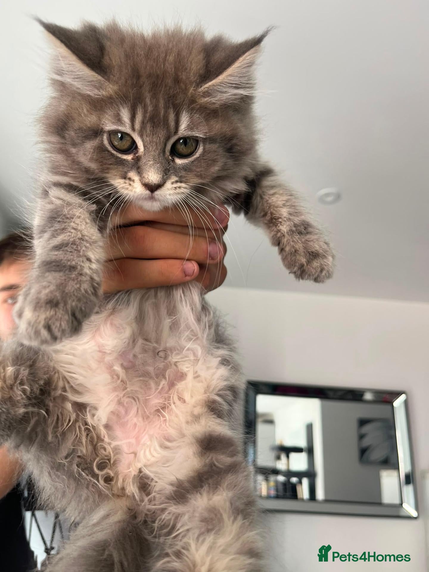 Maine Coon cats Main coon kittens ready now - Advert 1
