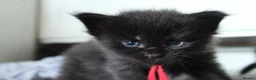 Maine Coon cats for sale: 🔥Gorgeous Maine Coons Available🔥 - Advert 14