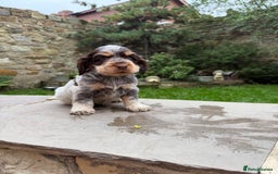 Cocker Spaniel dogs for sale: 3 Beautiful Tan Pointed Show Cockers Kc - Image 6
