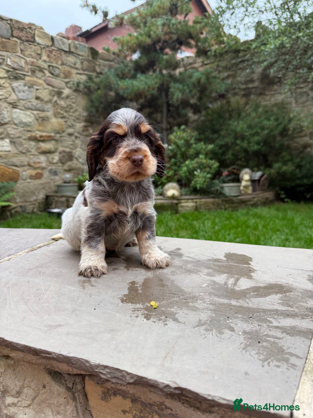 Cocker Spaniel dogs for sale: 3 Beautiful Tan Pointed Show Cockers Kc - Image 6