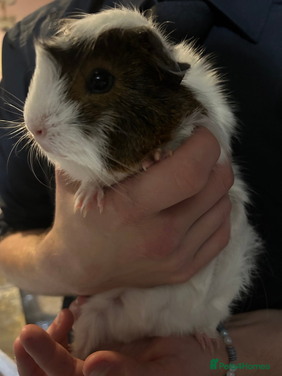 Guinea Pig rodents for sale: Super Cute/fluffy Rosetta Guinea Pigs  - Advert 5