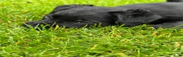 Mixed Breed dogs for sale: 4 jackapoo puppies  - Advert 4