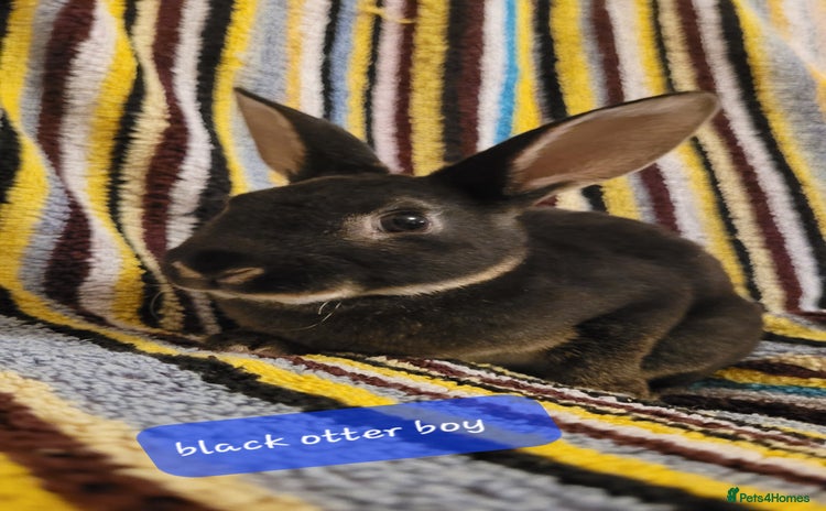 Rex rabbits for sale - Advert 1