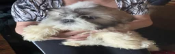Shih Tzu dogs for sale: Shih Tzu puppy  - Advert 21