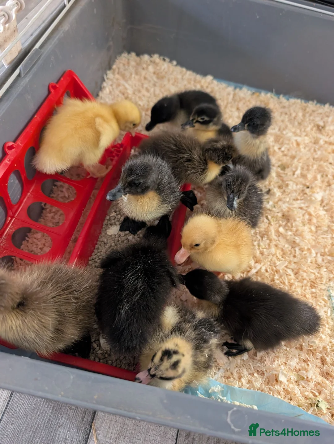 Ducks poultry for sale: Ducklings for sale  - Advert 6