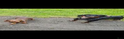 Miniature Dachshund dogs for sale: Miniature dachshund boy - Advert 4