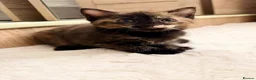 Mixed Breed cats for sale: Kittens - Advert 11
