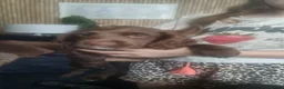 Sprocker dogs for sale: Sprocker Puppies ready now  - Advert 7