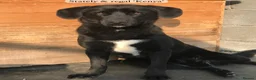 Mixed Breed dogs for adoption: Kenya, 1 yr approx. Reserved STC. - Advert 4