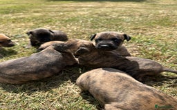 Mixed Breed dogs for sale: Whippet * patterdale  - Image 6