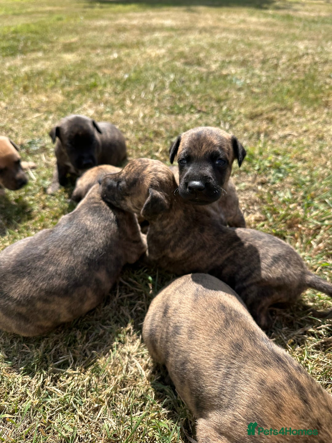Mixed Breed dogs for sale: Whippet * patterdale  - Image 6
