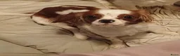 Cavalier King Charles Spaniel dogs for sale: Cavalier King Charles spaniel  - Advert 3