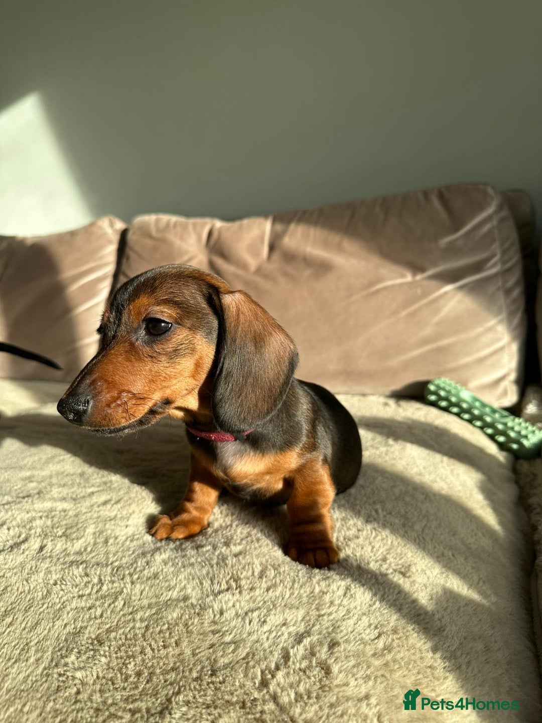 Miniature Dachshund dogs for sale: KC registered PRA CLR miniature dachshund  - Advert 3