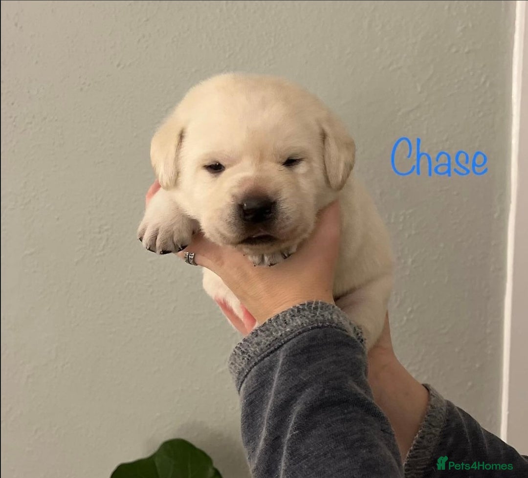 Labrador Retriever dogs for sale: Cream Labrador Retrievers !!! - Image 3