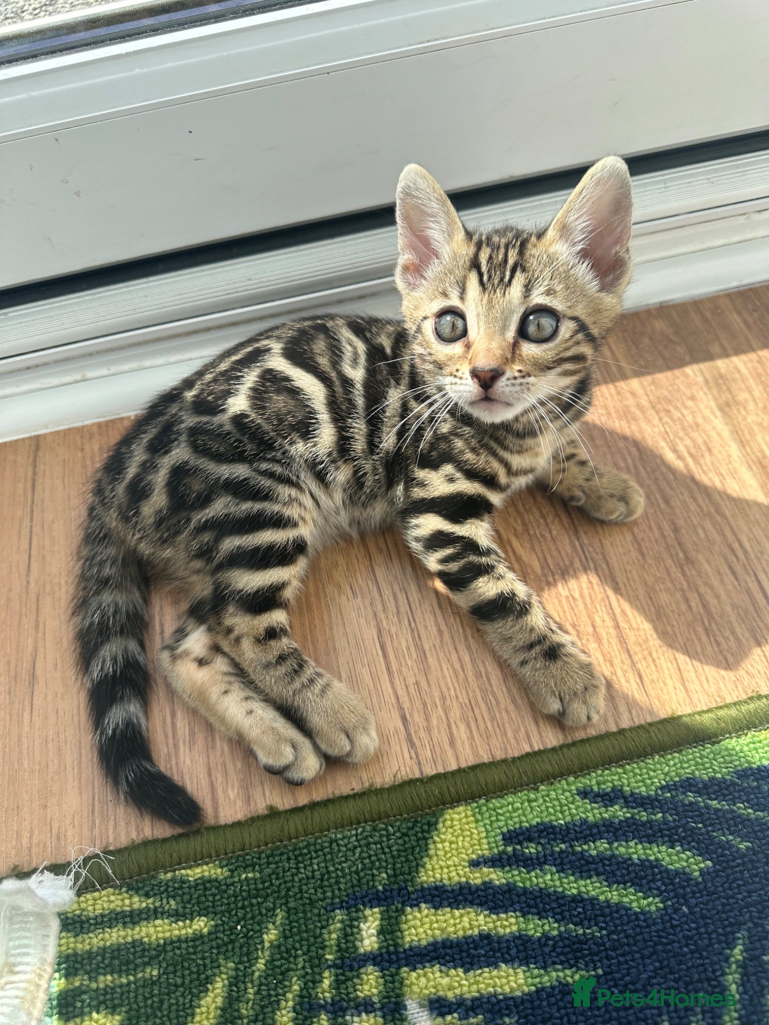 Bengal cats for sale: Bengal kittens for sale in Saffron Walden - Advert 8