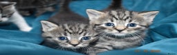 Mixed Breed cats for sale: 5 gorgeous kittens for reservation  - Advert 3