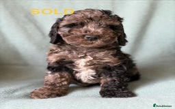 Cockapoo dogs for sale: Meet your new best friend!! - Image 17