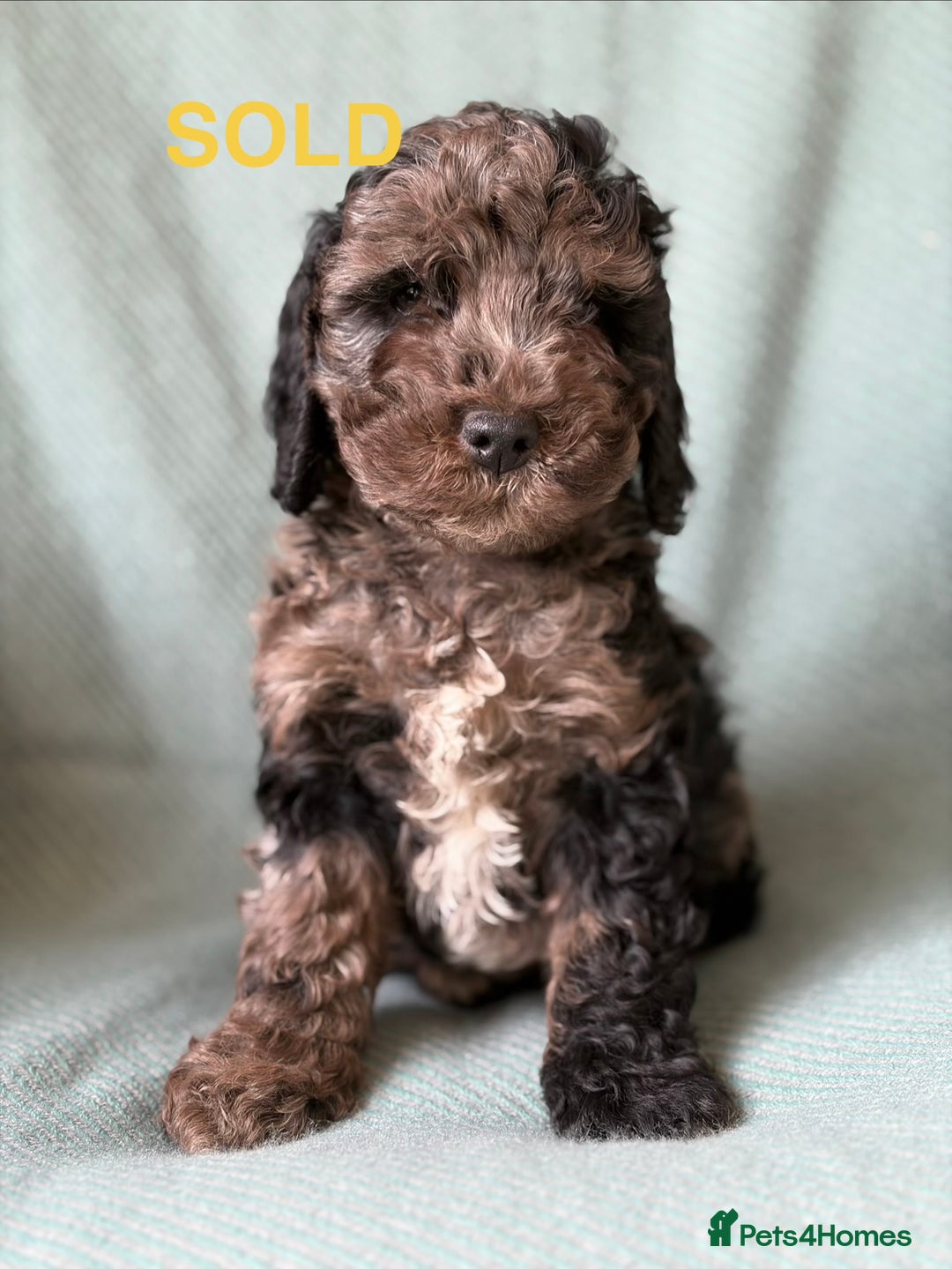 Cockapoo dogs for sale: Meet your new best friend!! - Image 17
