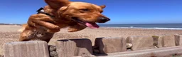 Golden Retriever dogs for sale: Waiting list open  - Advert 33