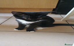 Mixed Breed cats for sale:  Kittens need new homes!! 🤗🤗 - Image 5