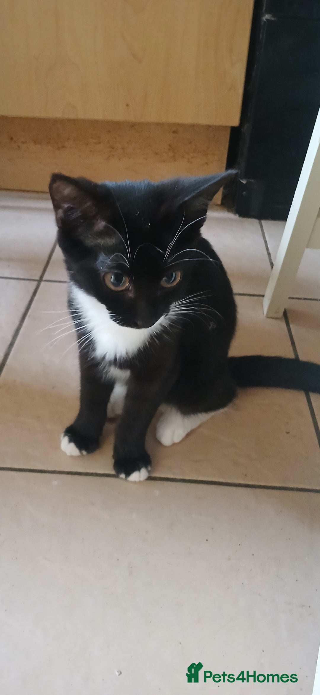 Mixed Breed cats for sale:  Kittens need new homes!! 🤗🤗 - Image 5