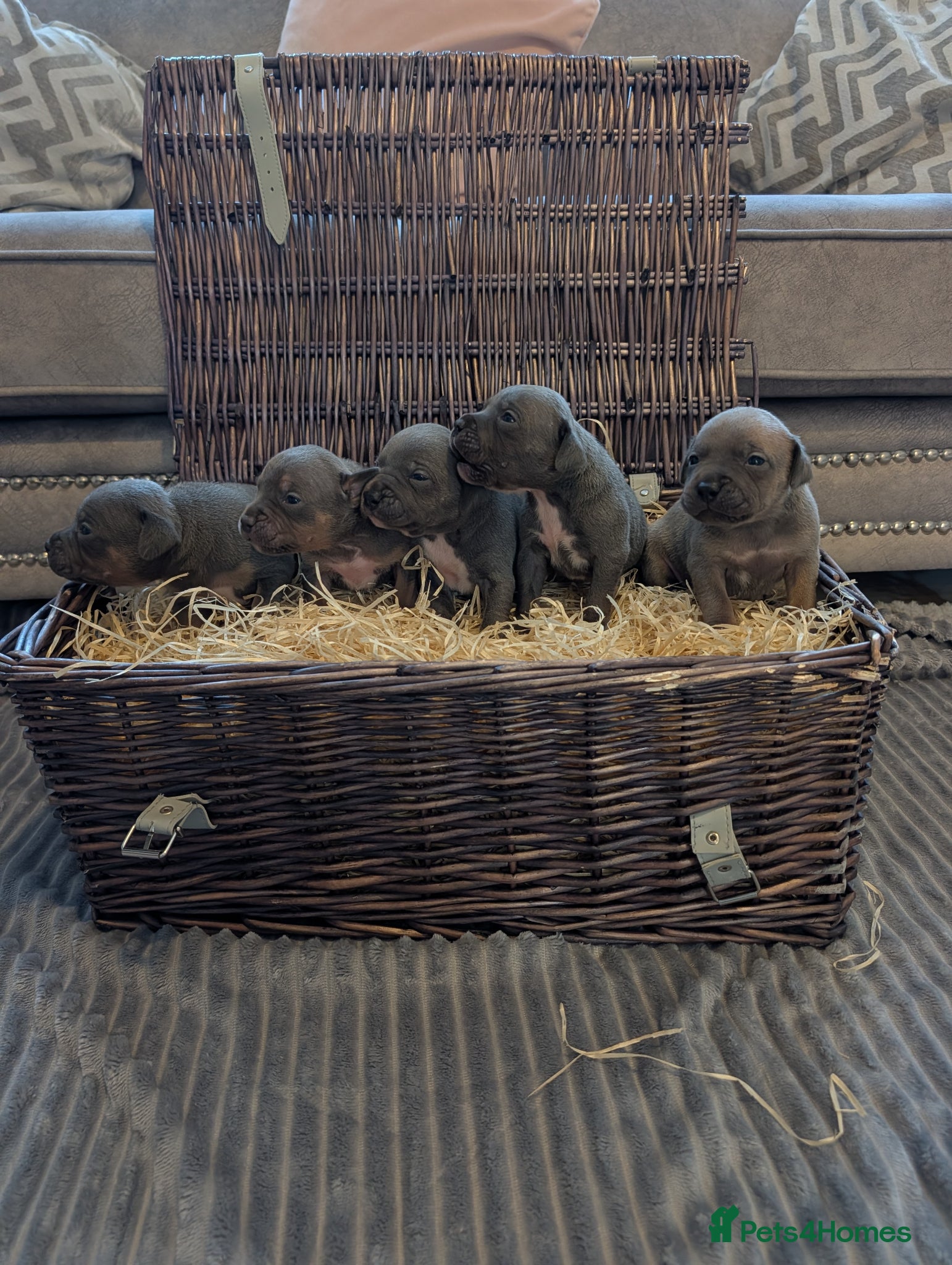 Staffordshire Bull Terrier dogs for sale: Blue Staffordshire Bull terriers staffy - Advert 1