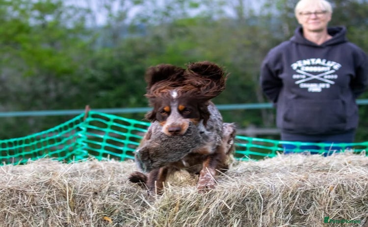 Cocker Spaniel dogs - Advert 1