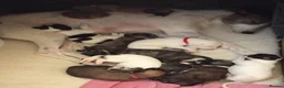 Lurcher dogs for sale: Beautiful Lurcher pups - Advert 2