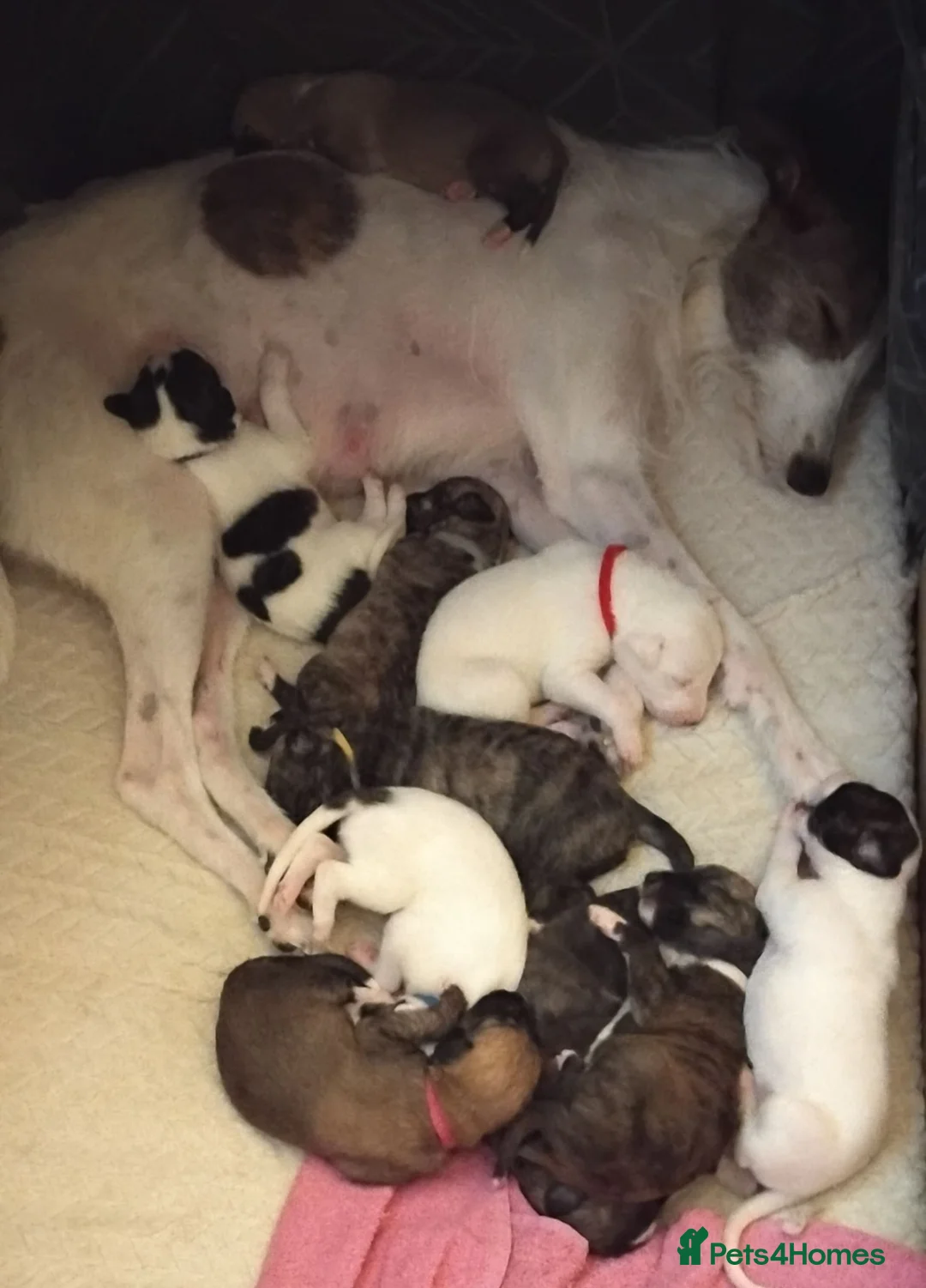 Lurcher dogs for sale: Beautiful Lurcher pups - Advert 2