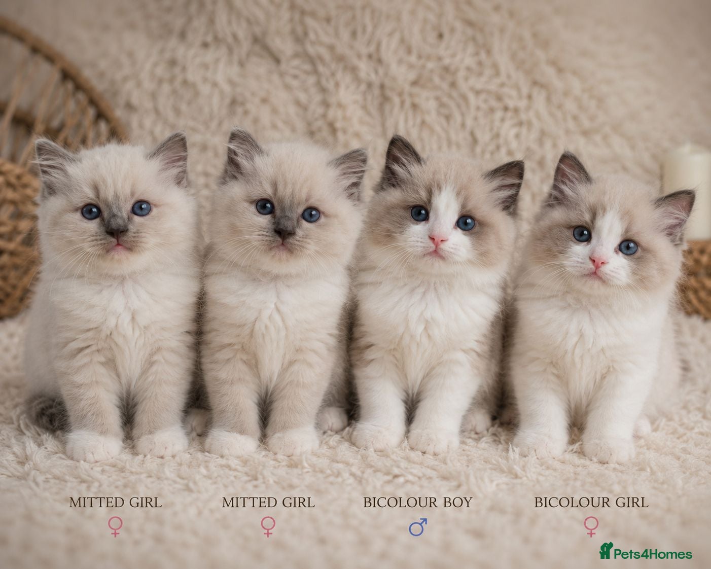 Ragdoll cats Gccf Bicolour Ragdoll Kittens-ChampionBloodlines - Advert 14