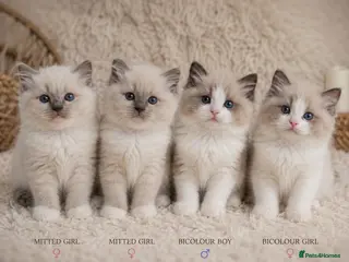Ragdoll cats Gccf Bicolour Ragdoll Kittens-ChampionBloodlines - Advert 15