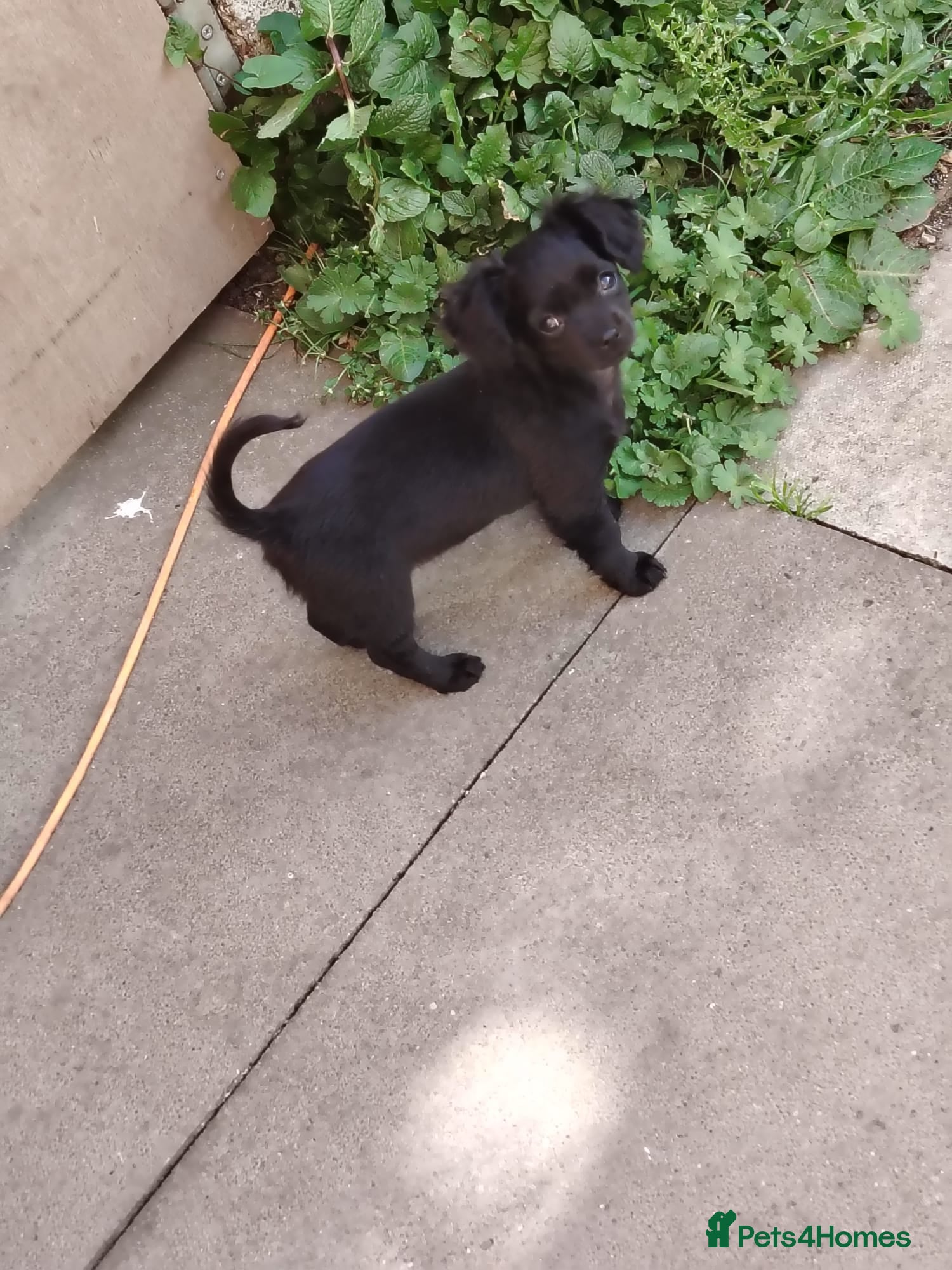 Mixed Breed dogs Chihuahua cross spaniel  - Advert 1