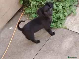 Mixed Breed dogs Chihuahua cross spaniel - Advert 17