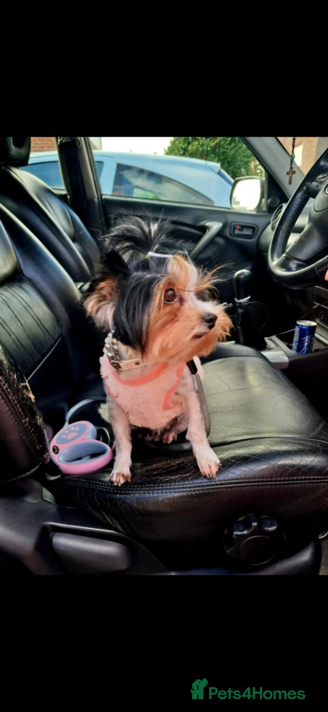 Yorkshire Terrier dogs for sale: Yorkshire Terrier puppies - Advert 8