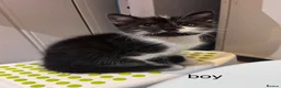 Mixed Breed cats for sale: Beautiful kittens looking new home 🩷❤️🧡 - Advert 11