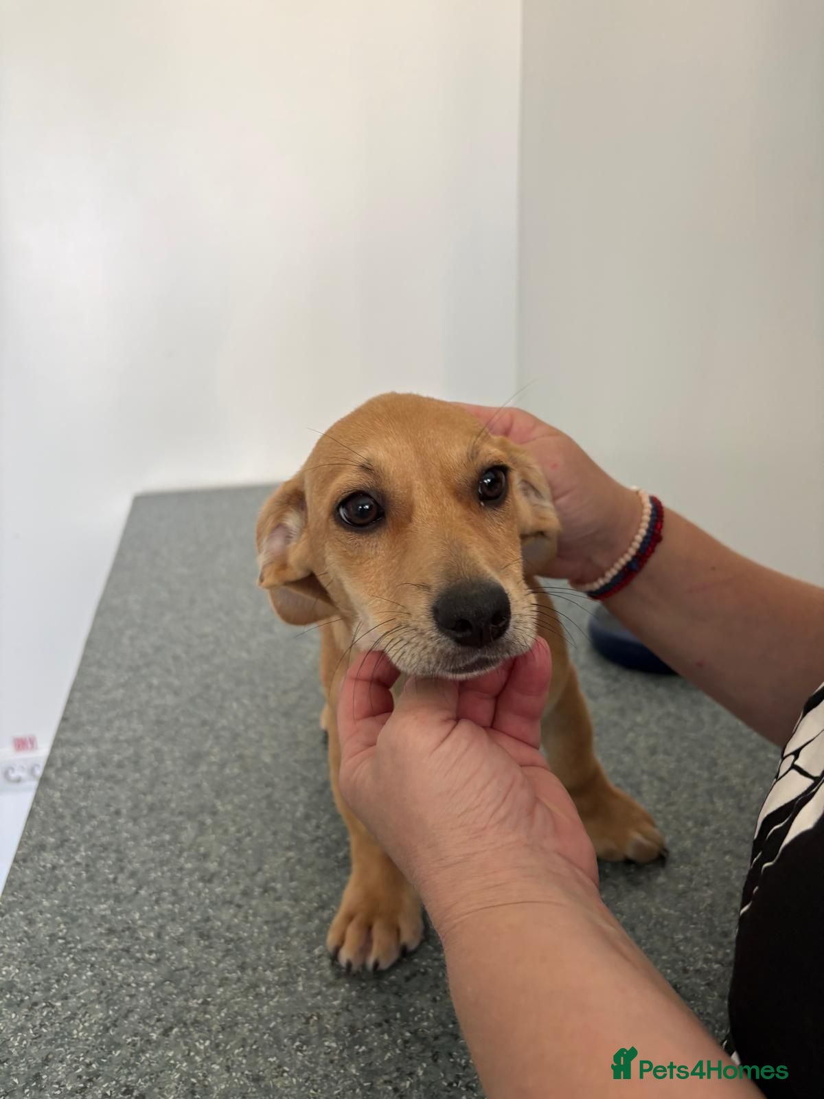 Mixed Breed dogs 🌷🐾 JULIA — A LITTLE GIRL FOR A LOVING HOME 🐾🌷 - Advert 1
