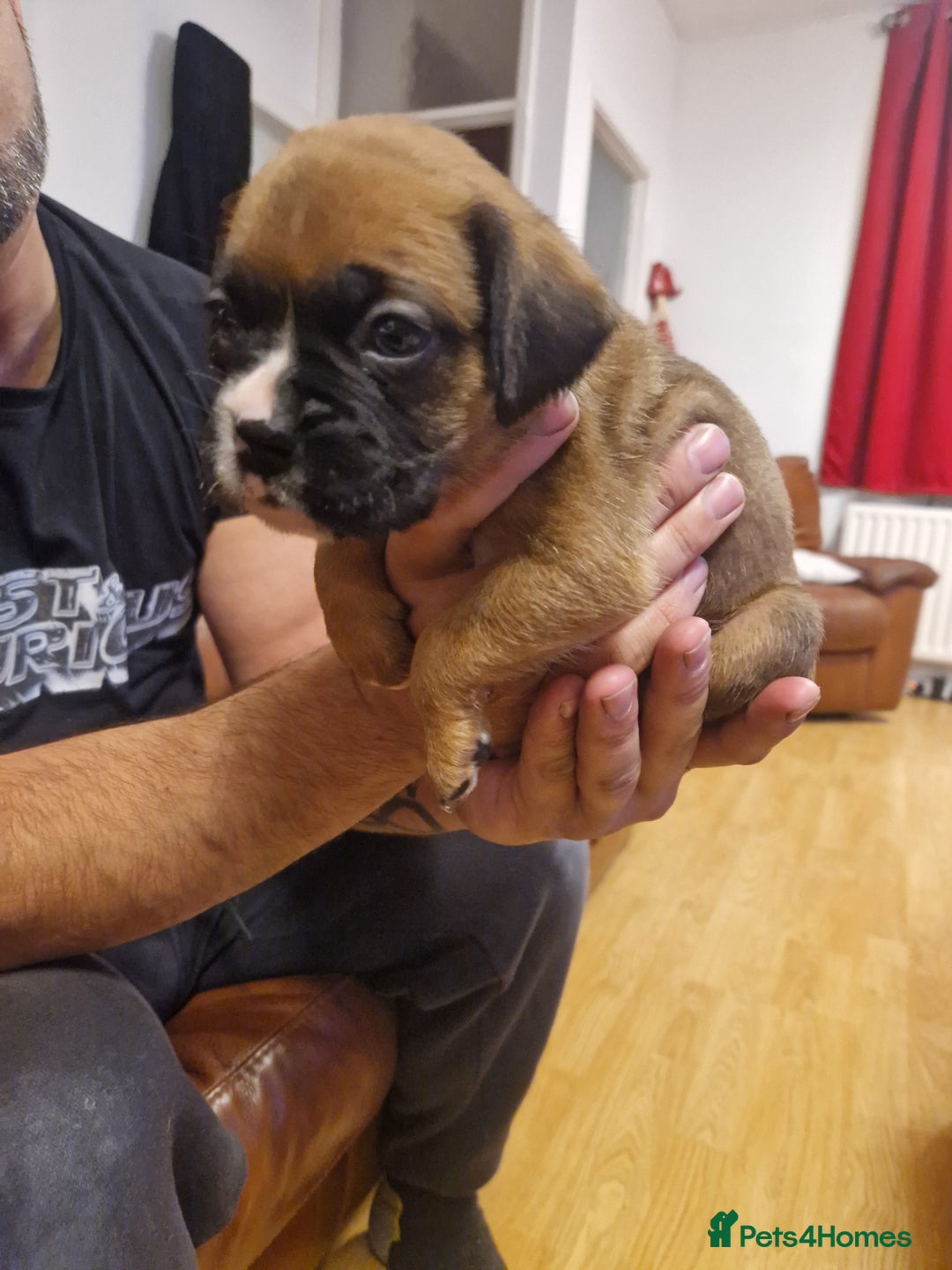 Boxer dogs for sale: Beautiful litter of KC reg bobtail boxer pups - Image 8