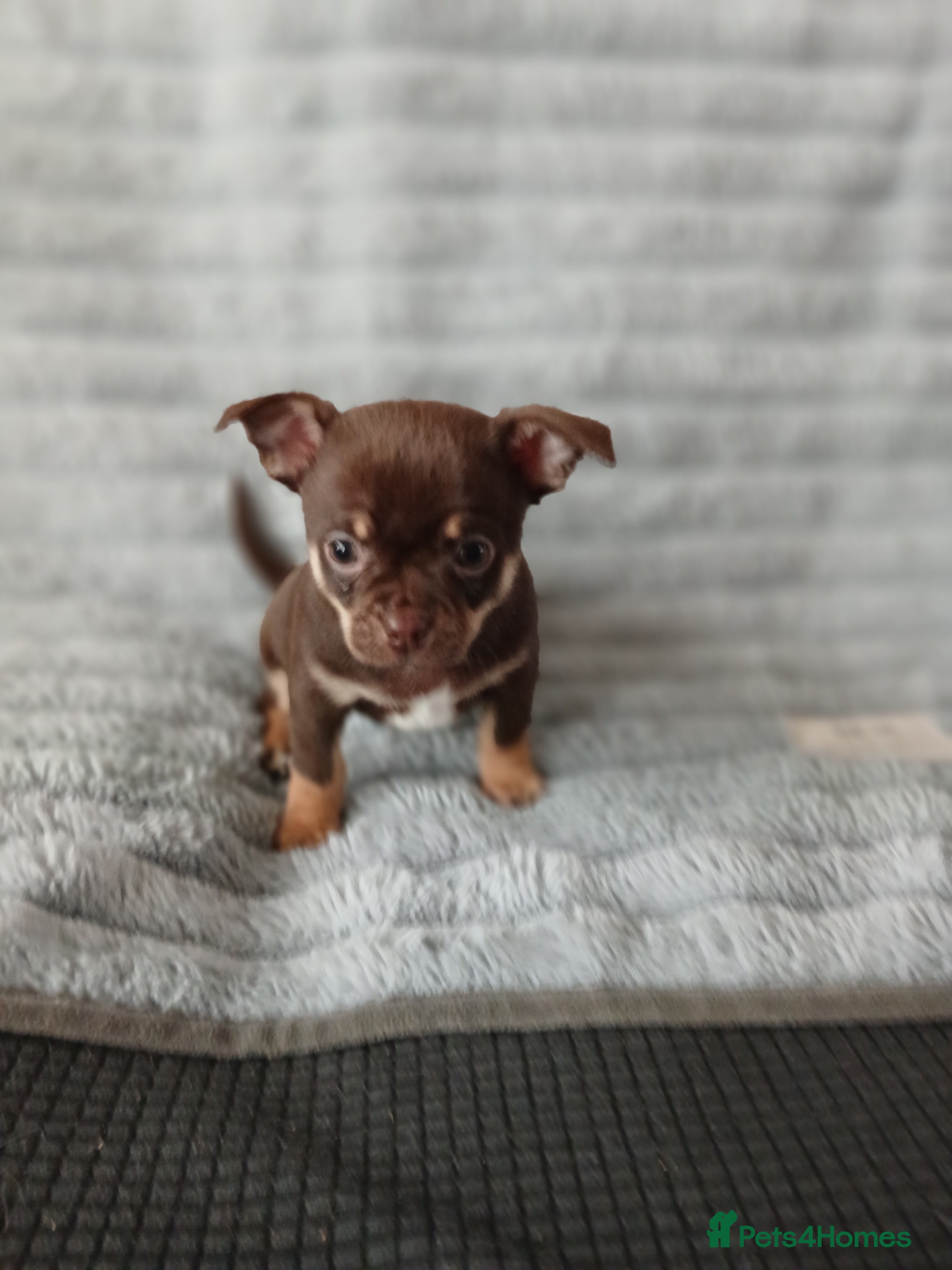 Chihuahua dogs ❤️STUNNING SMOOTH COAT CHIHUAHUAS❤️ - Advert 3