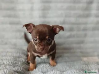 Chihuahua dogs ❤️STUNNING SMOOTH COAT CHIHUAHUAS❤️ - Advert 3