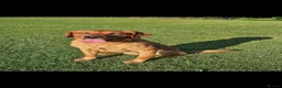 Labrador Retriever dogs for sale: KC Registered Labrador Puppies (fox red)  - Advert 3
