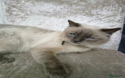Ragdoll cats for sale: Blue point ragdoll 🩵 - Image 2