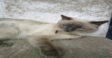 Ragdoll cats - Advert 11