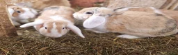 Dwarf Lop rabbits for sale: Friendly, lovely, laidback dwarf lop girls🐰🥰 - Advert 14