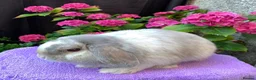 Mini Lop rabbits for sale: Gorgeous baby mini lop boys ready now in Paisley - Advert 12