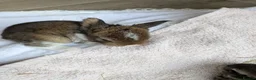 Mini Lop rabbits for sale: Beautiful Mini Lops For Sale  ˖Ი𐑼⋆ FOUR LEFT  - Advert 22