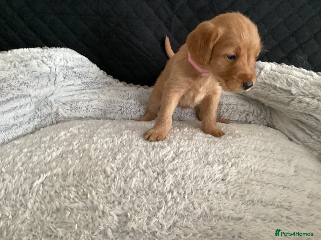 Mixed Breed dogs for sale: One gorgeous boy and girl left  - Advert 13