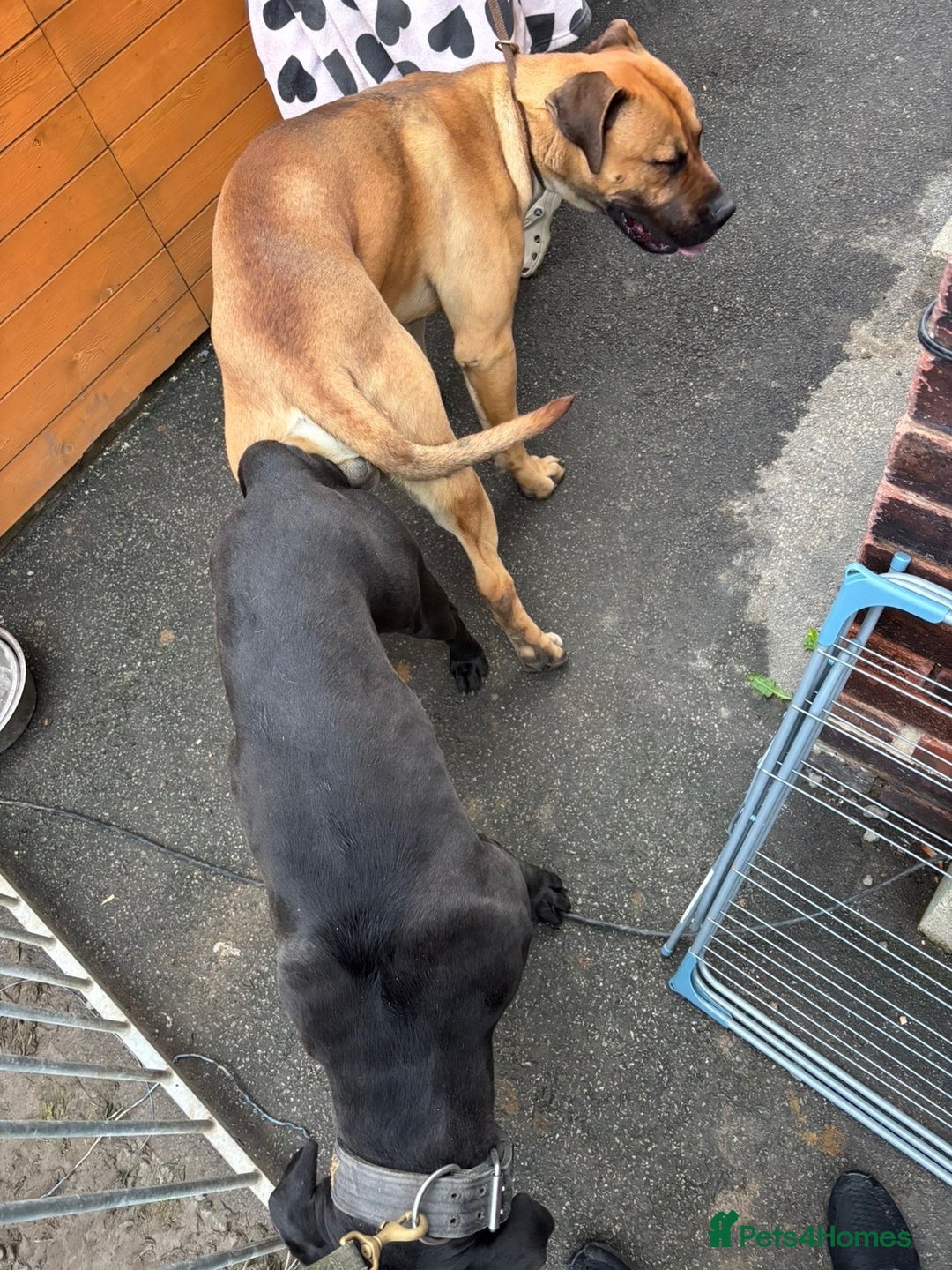 Presa Canario dogs for sale: Beautiful pedigree Presa Canario puppies  - Advert 13