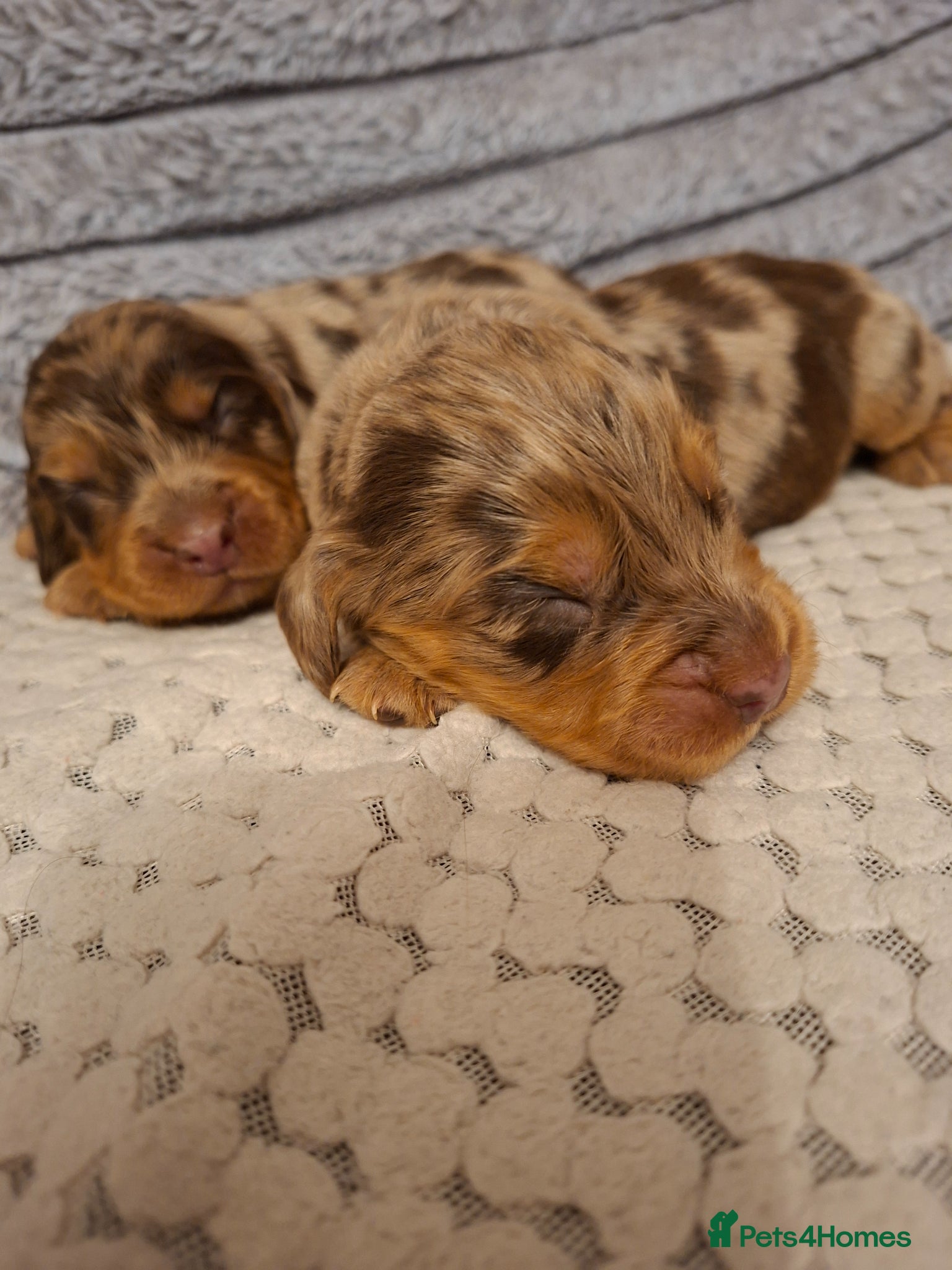 Cocker Spaniel dogs Cocker spaniel pups - Advert 11